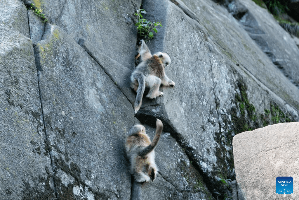 Sichuan golden snub-nosed monkeys seen at Yuhe area of Giant Panda National Park in NW China-9