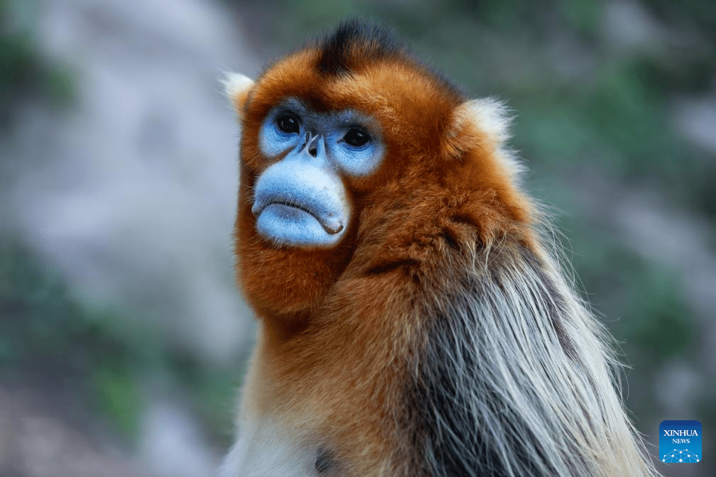 Sichuan golden snub-nosed monkeys seen at Yuhe area of Giant Panda National Park in NW China-8