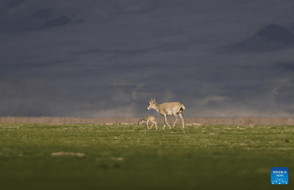 Tibetan antelopes embark on birth-giving season in SW China-29