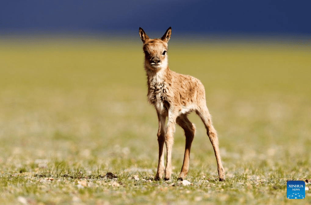 Tibetan antelopes embark on birth-giving season in SW China-10