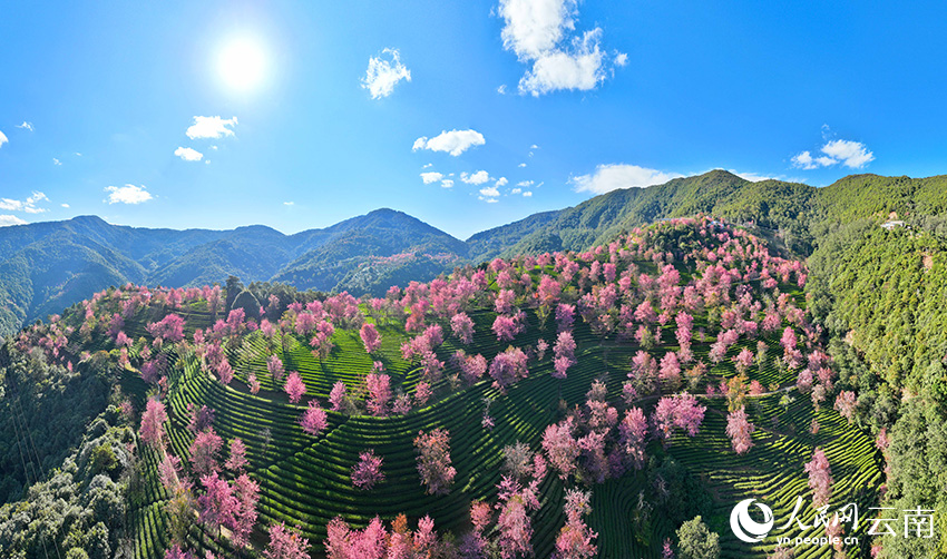 Cherry blossoms adorn winter in SW China's Yunnan-3