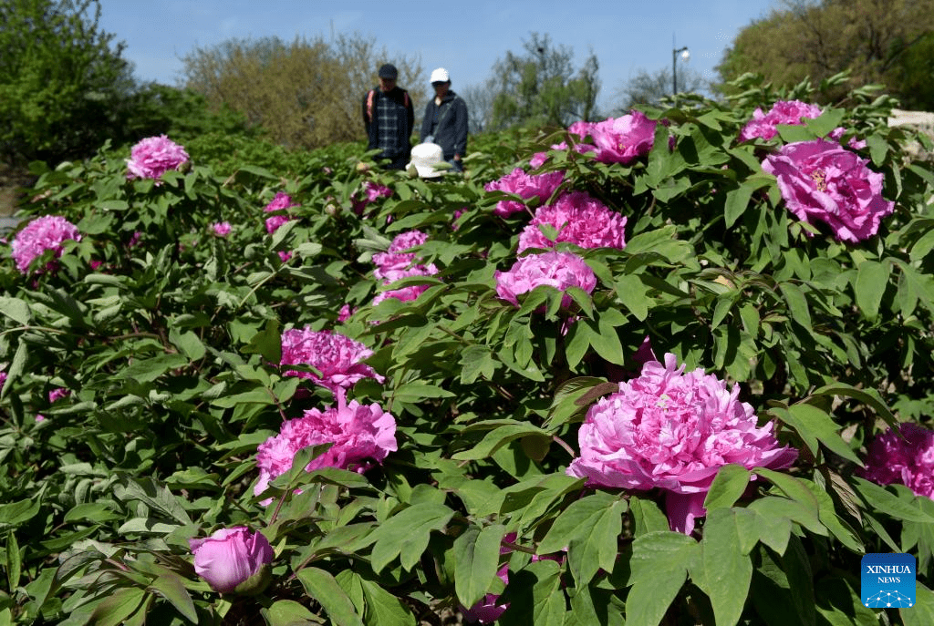 People enjoy blooming peonies at Yuanmingyuan Park in China's Beijing-3