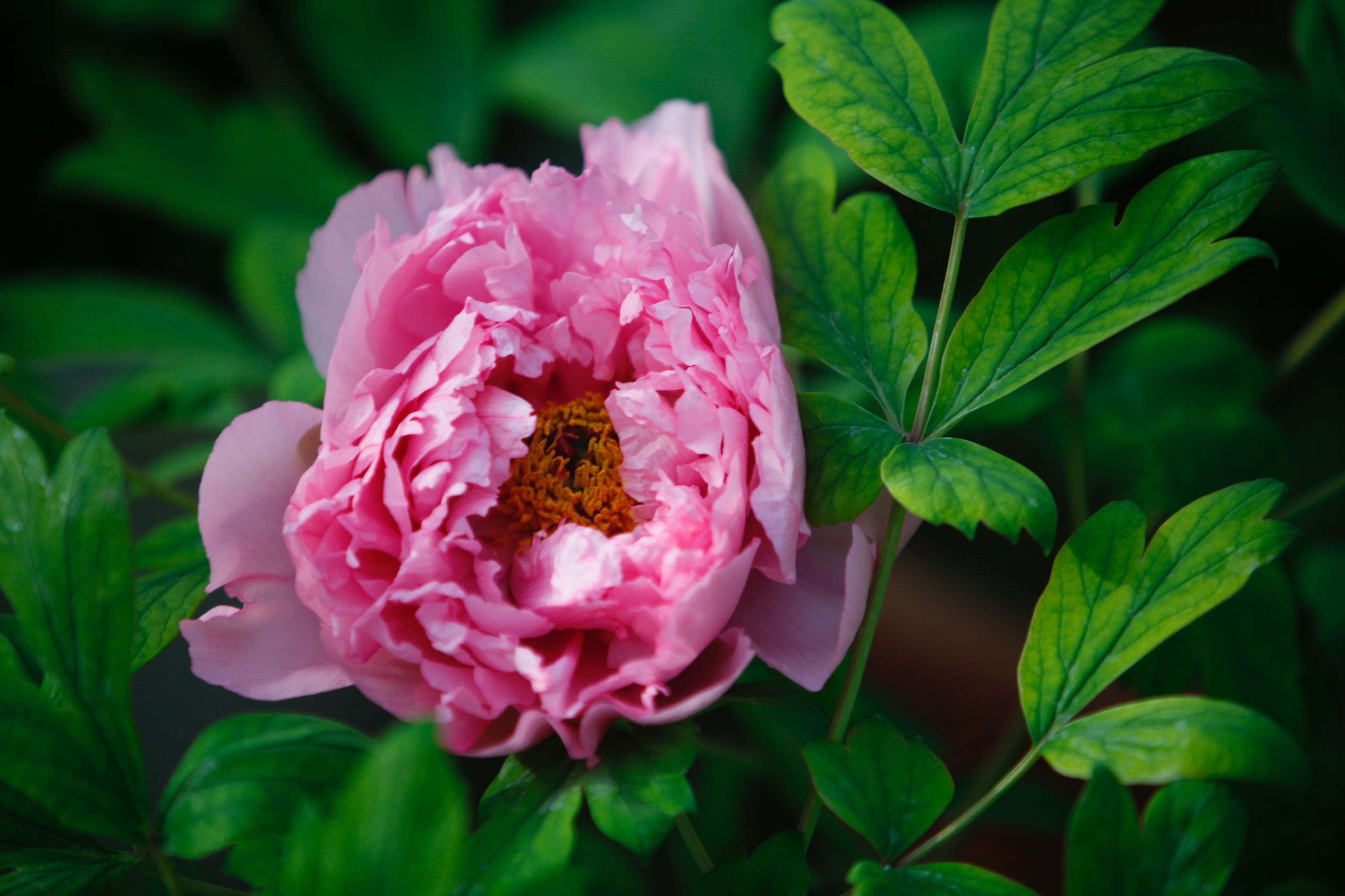 In pics: Peony flowers bloom in Luoyang, C China's Henan-2