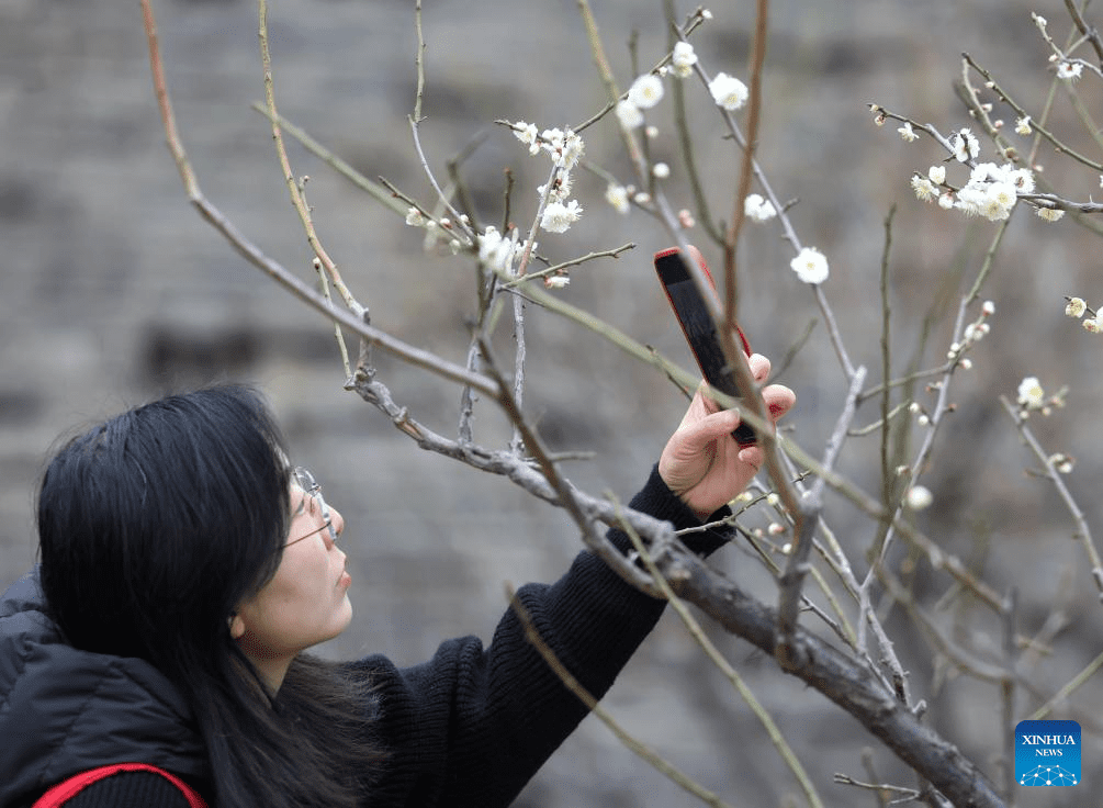 Visitors enjoy plum blossom in Beijing-5