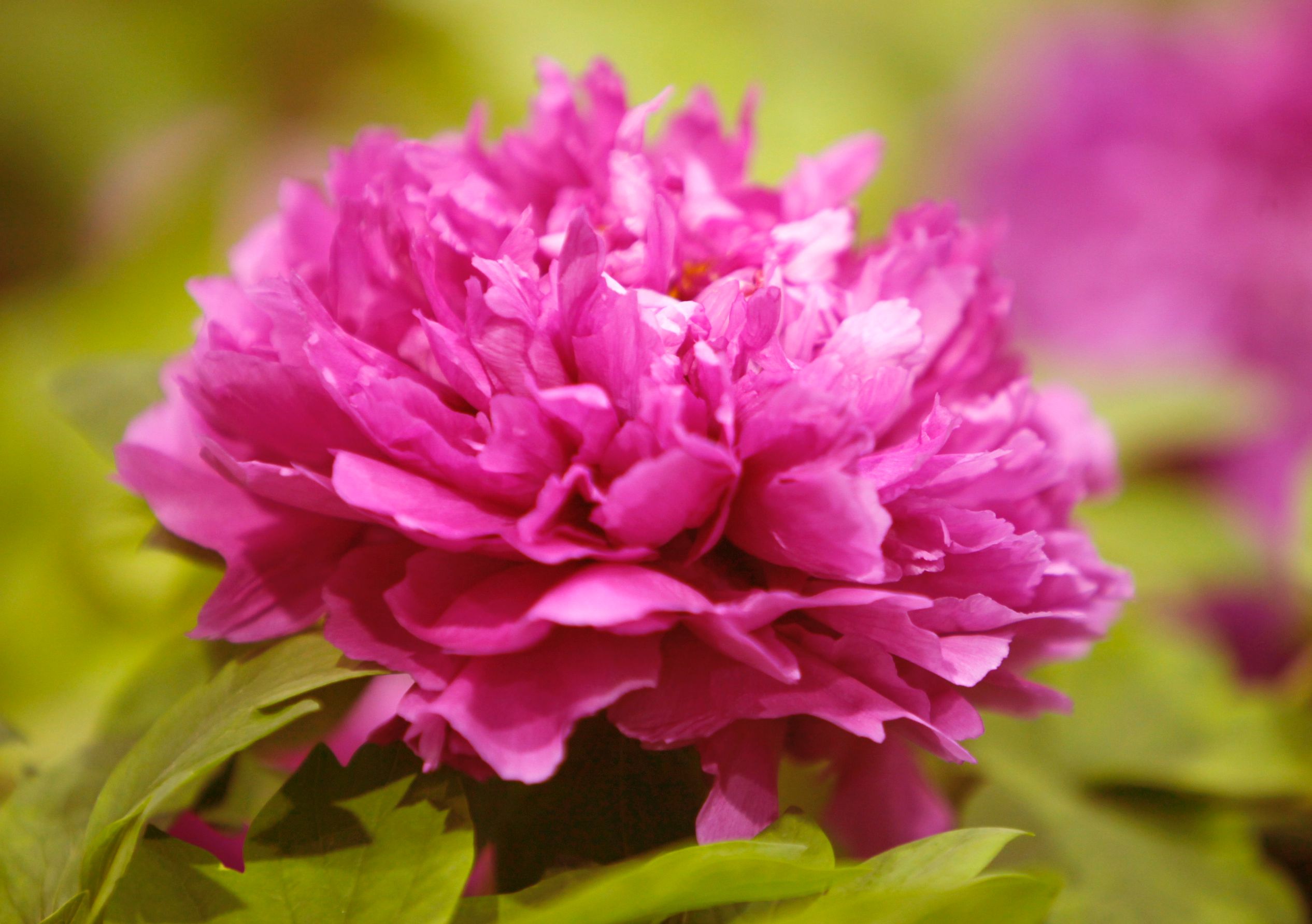 In pics: Peony flowers bloom in Luoyang, C China's Henan-1