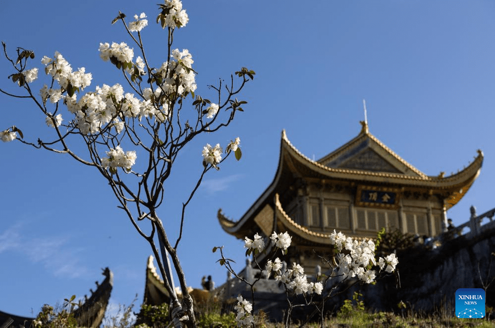 Scenery of azalea blossoms on summit of Mount Emei, SW China-5