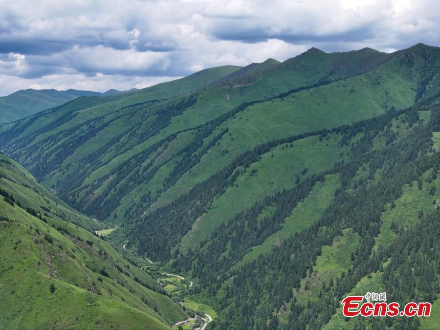 Natural scenery of Makehe primitive forest farm in Qinghai-2