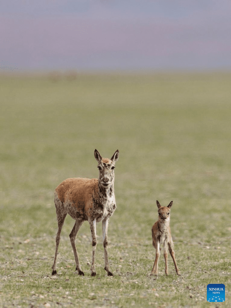 Tibetan antelopes embark on birth-giving season in SW China-18