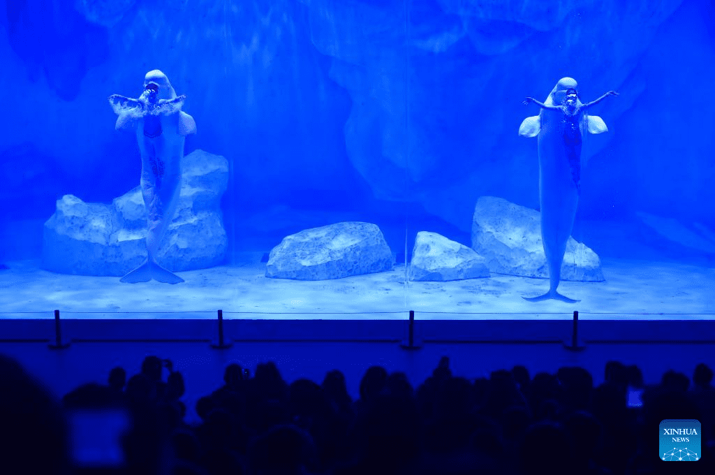 Staff members and beluga whales perform at Zhengzhou Haichang Ocean Resort-4