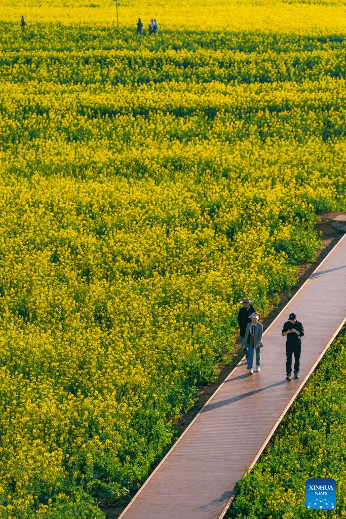 Cole flower fields draw visitors in SW China's Yunnan-1