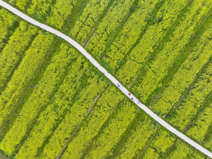 From threatened to thriving: the environmental restoration of Guangyang Isle in SW China-4