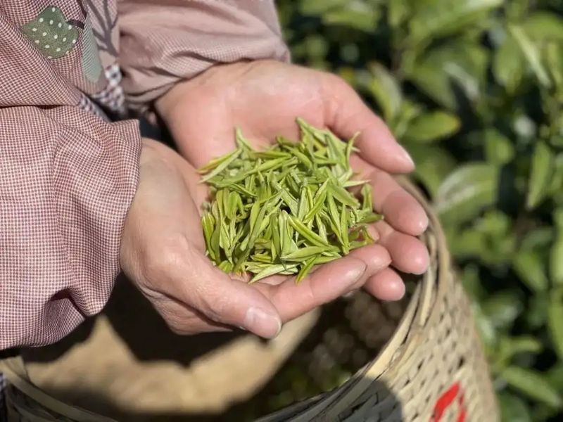 How Much Does a Pound of 2024 Shifeng Longjing Spring Tea Cost?-1