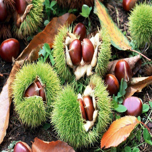 Luotian Chestnuts-1