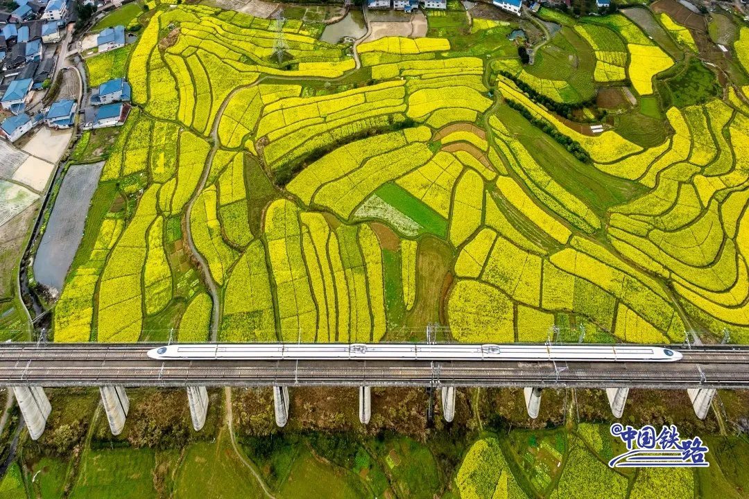 Train passengers left in awe of breathtaking golden rapeseed flower fields-9