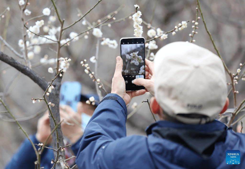 Visitors enjoy plum blossom in Beijing-2