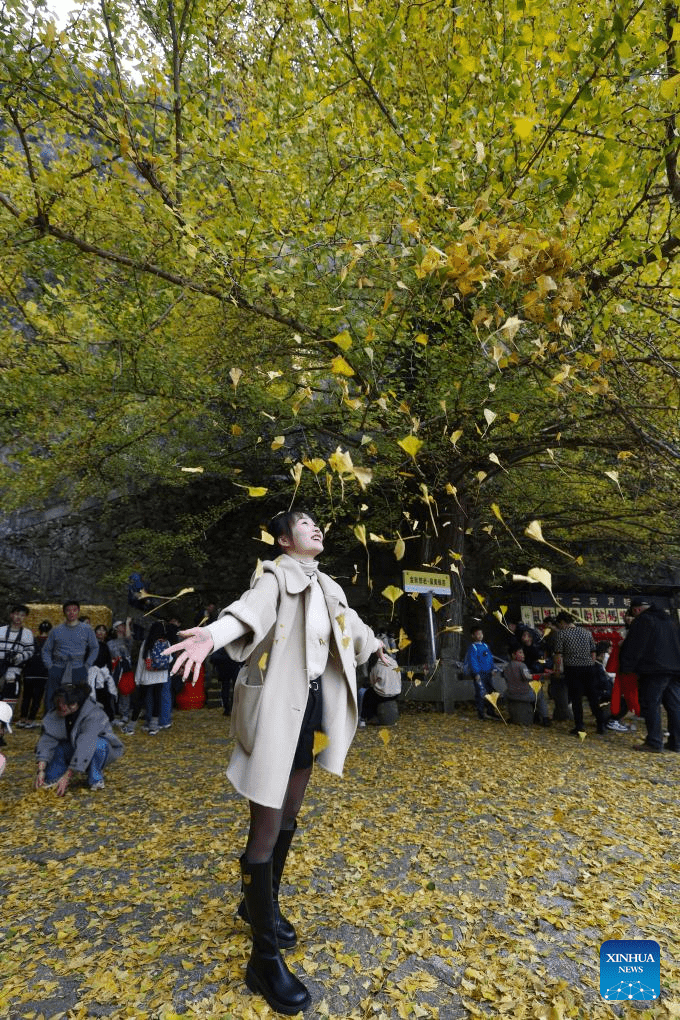 Old ginkgo tree attracts visitors in E China's Zhejiang-2