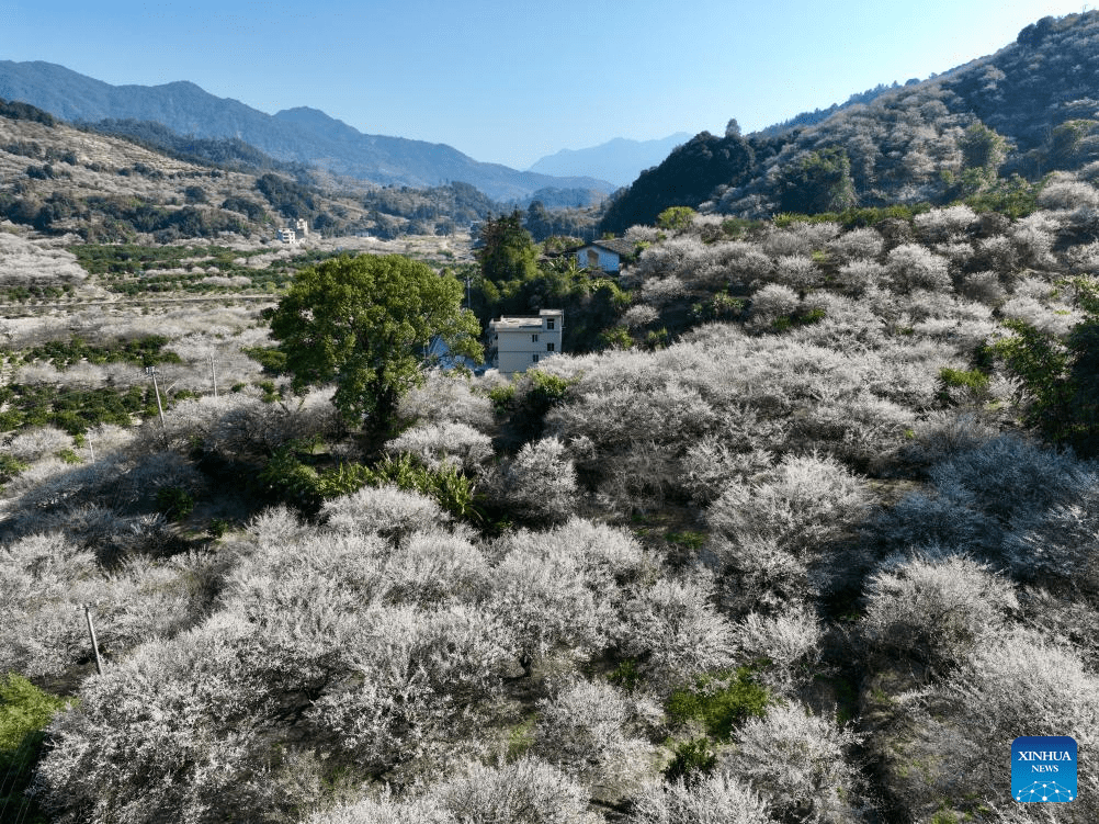 Green plum trees enter blossom season in Yongtai County, SE China's Fujian-7