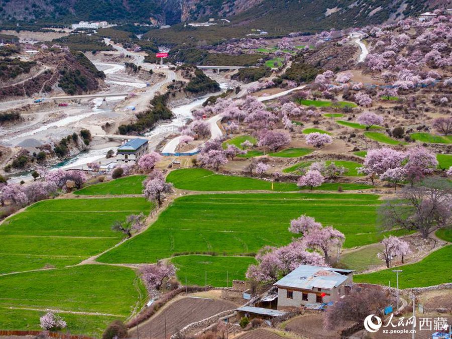 In pics: Blooming peach flowers in Lhari county, SW China's Xizang-1