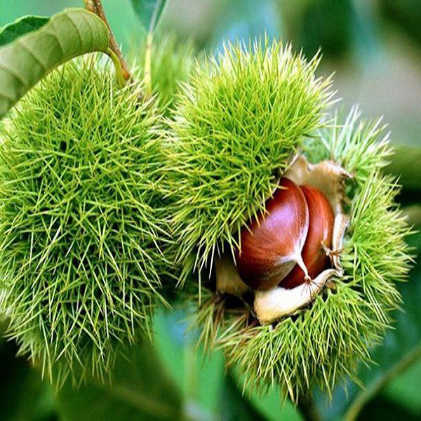 Donglan Chestnuts-1