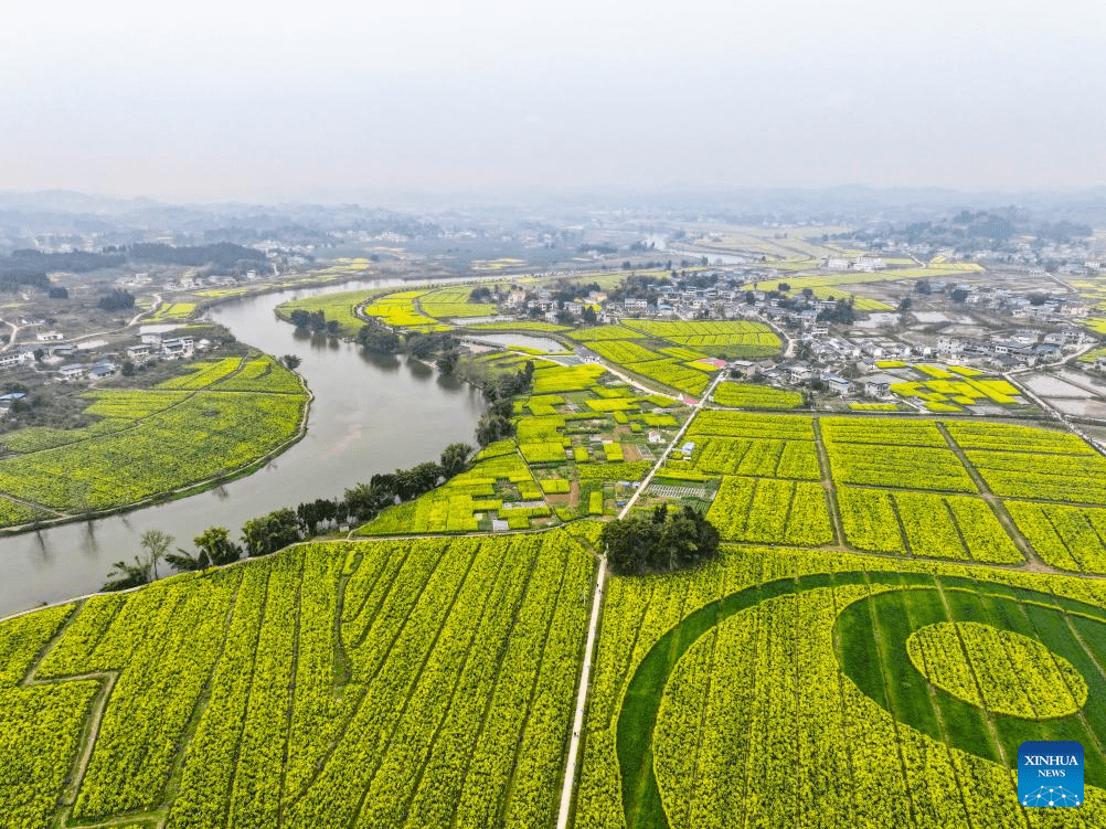 View of oilseed rape fields in Chongqing, SW China-5