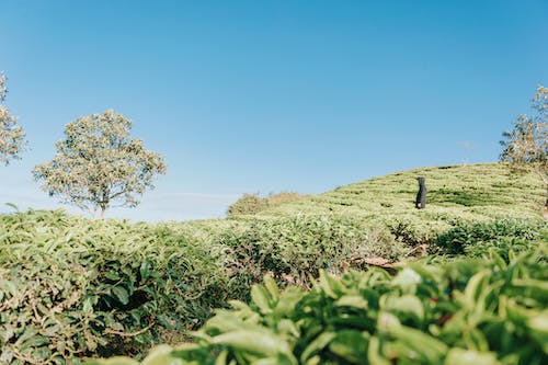 Mengding Mountain Yellow Bud: What Type of Tea Is It? Getting to Know a Fine Tea Near Us—Mengding Yellow Bud-2