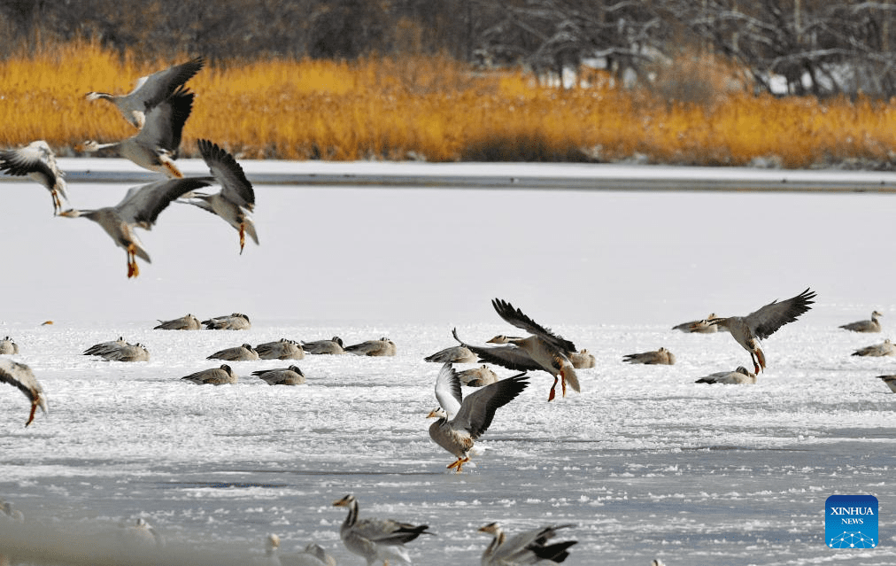 In pics: snow falls in Lhasa-5