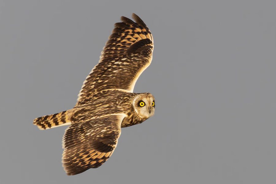 Rare short-eared owls appear in E China's Xiamen-4