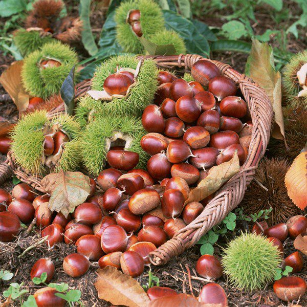 Lizhou Red Chestnuts-1