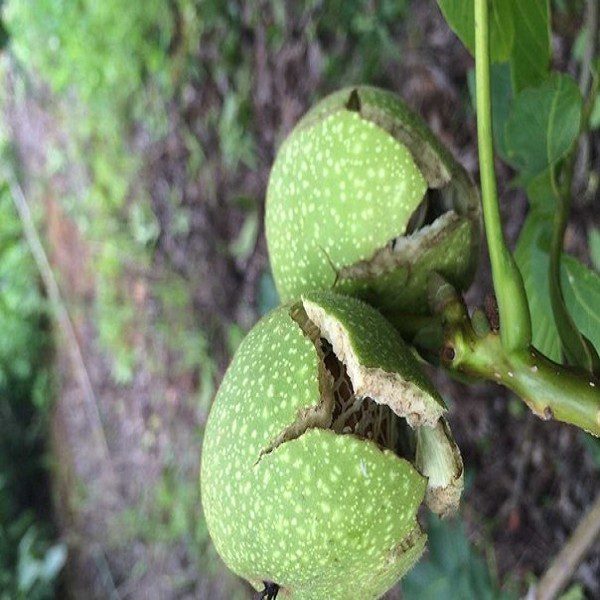 Great Liangshan Mountain Walnuts-1