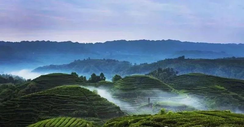 Mengding Ganlu, the Veteran of Teas, a Pioneer of Famous Teas-1