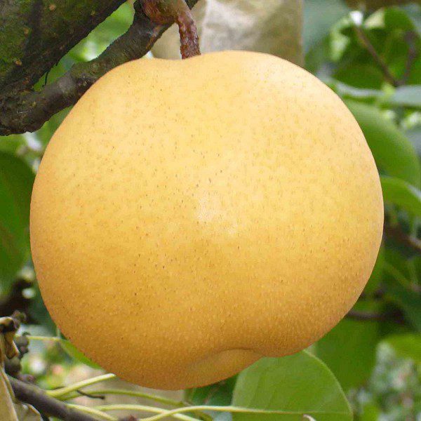 Pangshan Crisp Pear-1