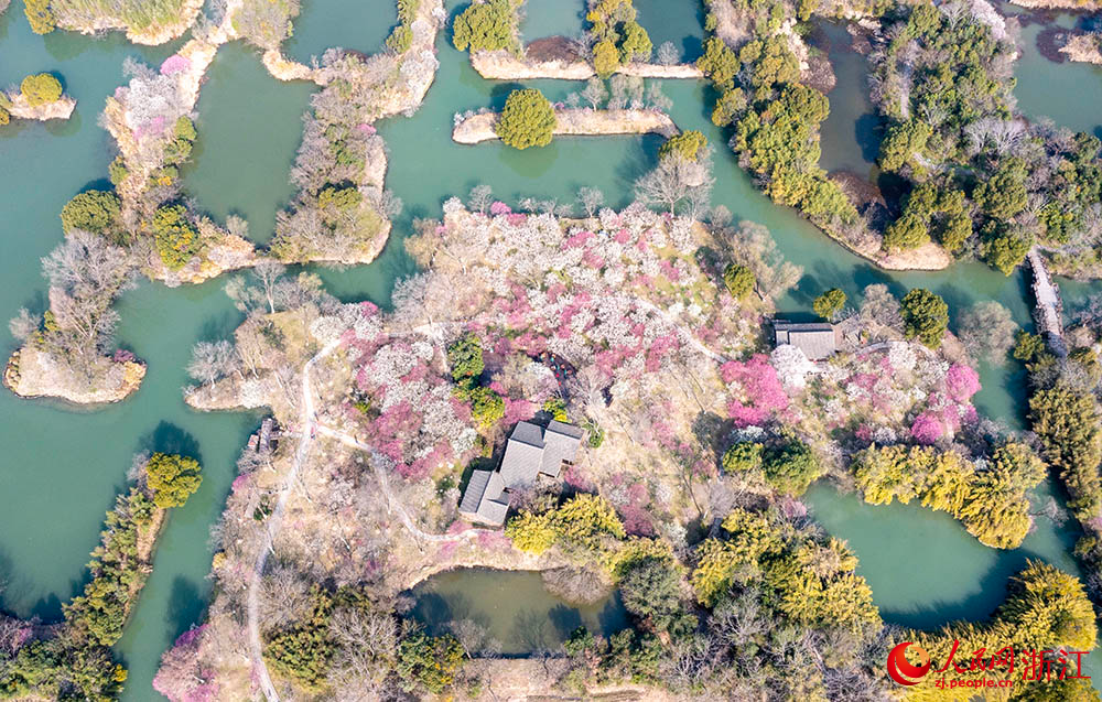 Plum blossoms herald spring's arrival in E China's Hangzhou-1