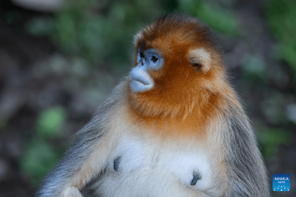 Sichuan golden snub-nosed monkeys seen at Yuhe area of Giant Panda National Park in NW China-2