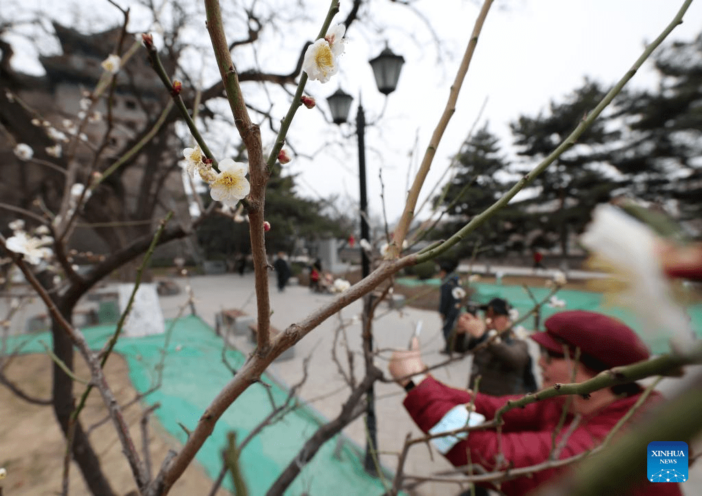 Visitors enjoy plum blossom in Beijing-4