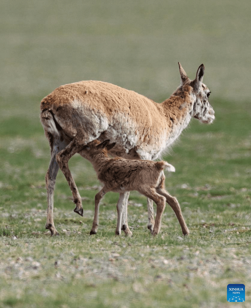 Tibetan antelopes embark on birth-giving season in SW China-19