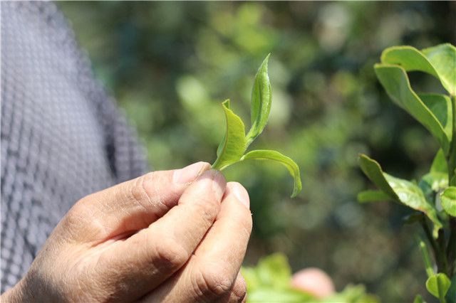 Mansong Tea: Why It's Delicious and Its Characteristics-2