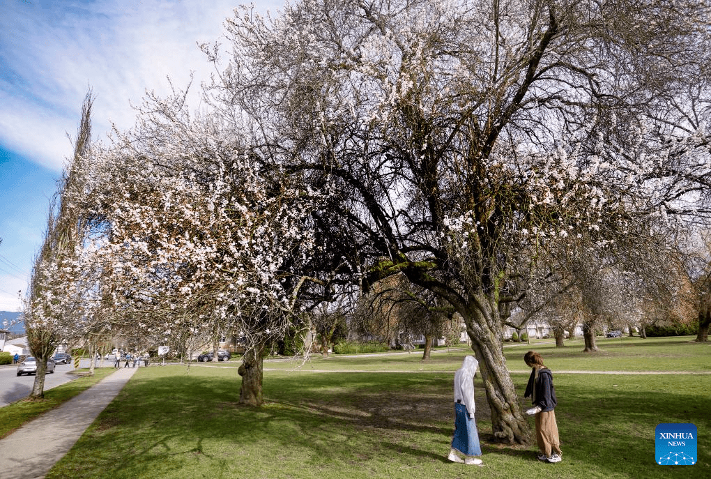 In pics: blooming cherry trees in Vancouver-1