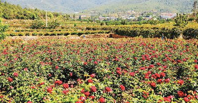 Thriving flower industry boosts tourism in SW China's Yunnan-2