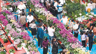 Thriving flower industry boosts tourism in SW China’s Yunnan