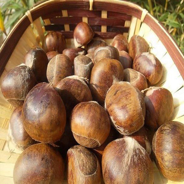 Tai Mountain Chestnuts-1