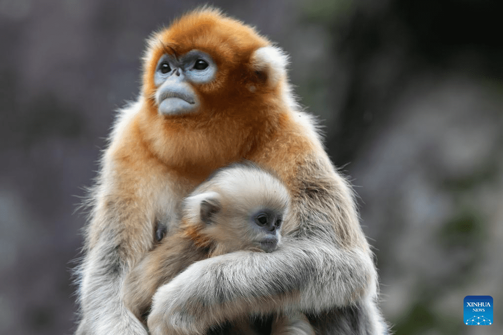 Sichuan golden snub-nosed monkeys seen at Yuhe area of Giant Panda National Park in NW China-11