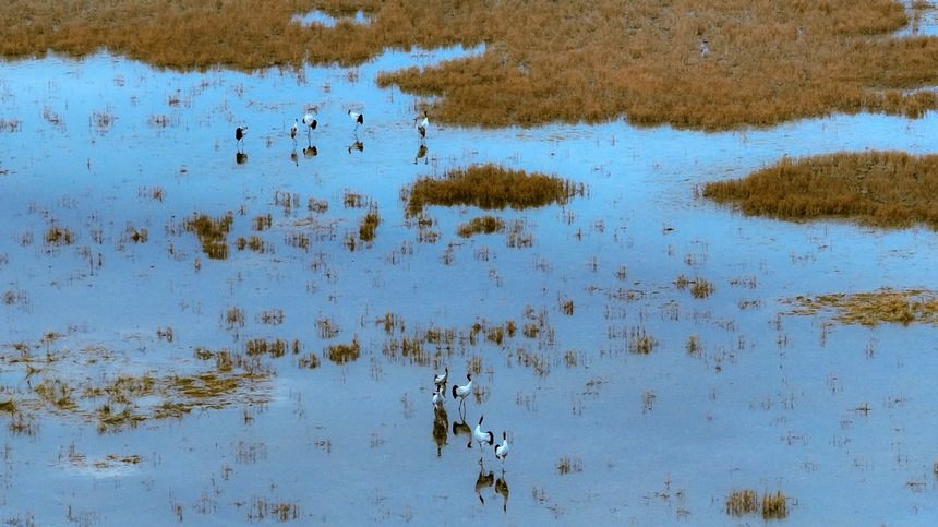 Black-necked cranes spotted in Caohai National Nature Reserve in SW China's Guizhou-1