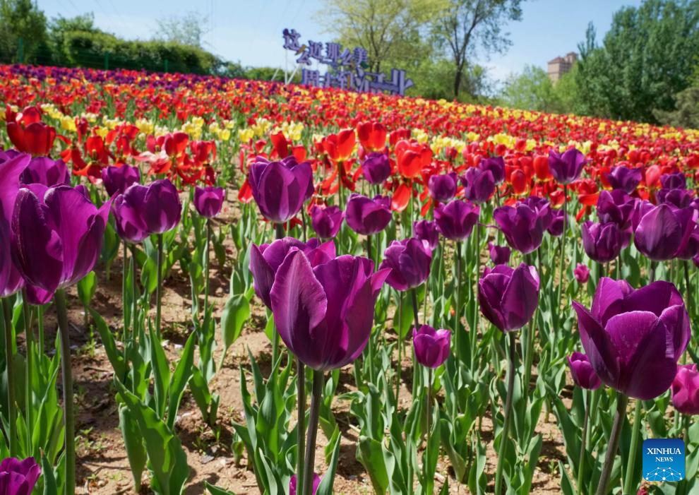 Feast your eyes on tulips in north China-1