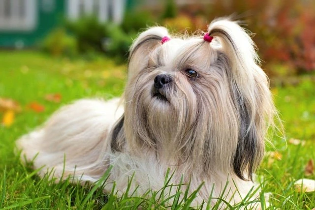 Top 10 Lists of Wonderful Dog Breeds in China-4