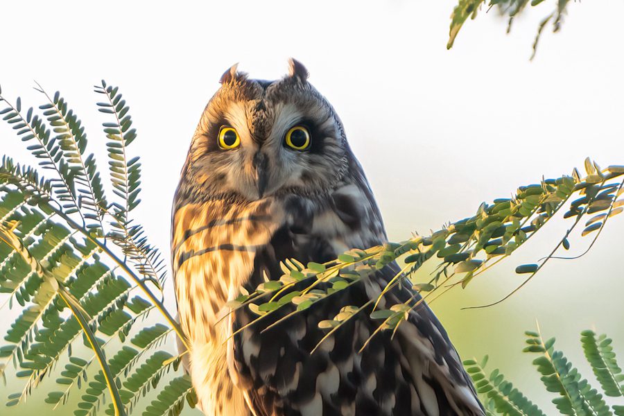 Rare short-eared owls appear in E China's Xiamen-1