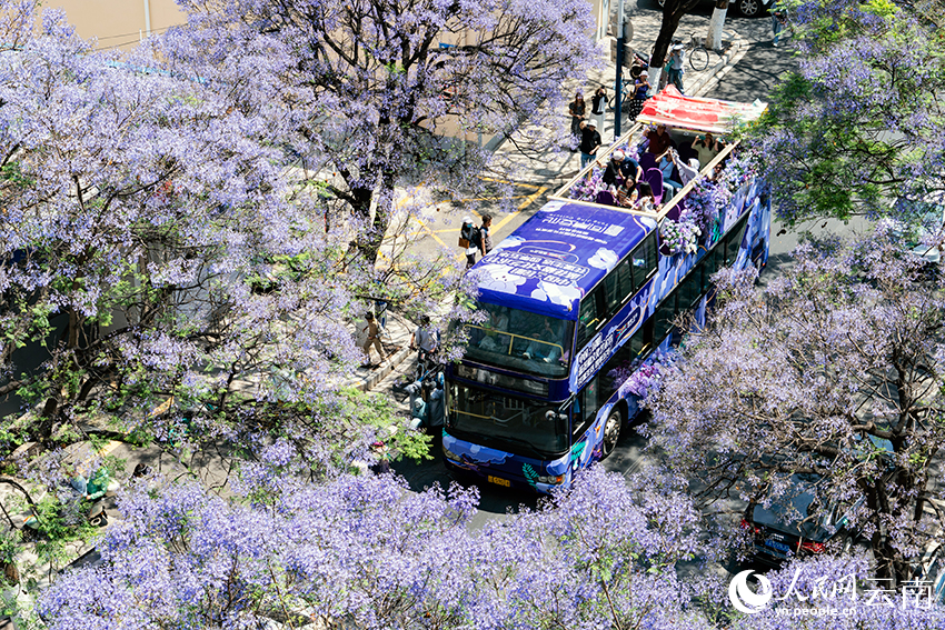 Blooming jacaranda trees turn road in SW China's Kunming into wonderland-1