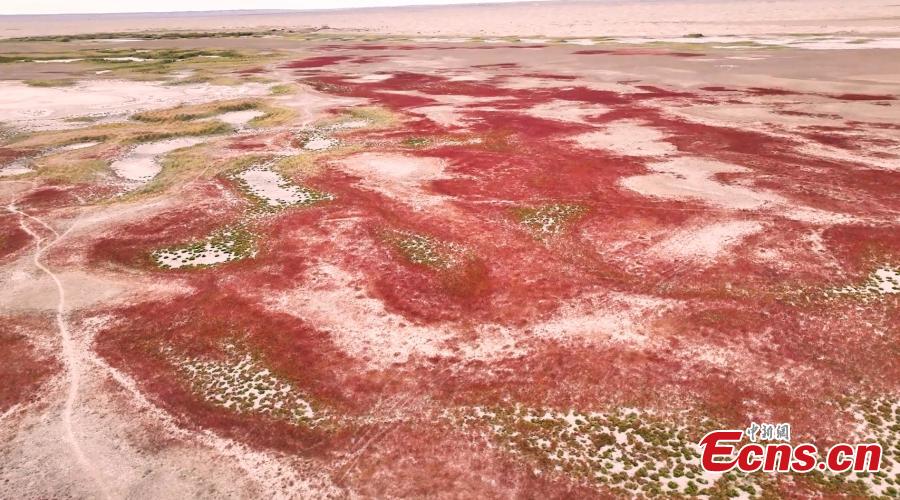 Seepweed turns wetland rosy red in autumn-1