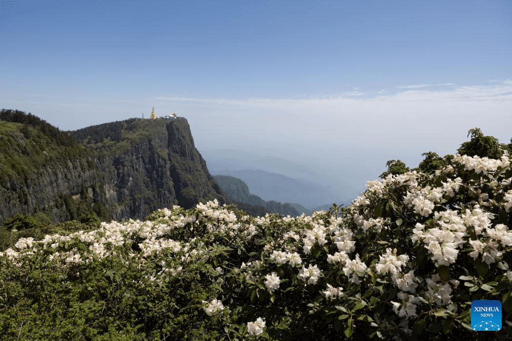 Scenery of azalea blossoms on summit of Mount Emei, SW China-6