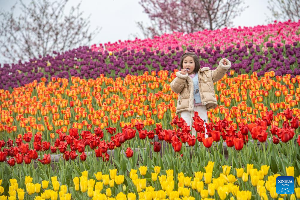 Tulips in blooming at scenic area in Chongqing-2