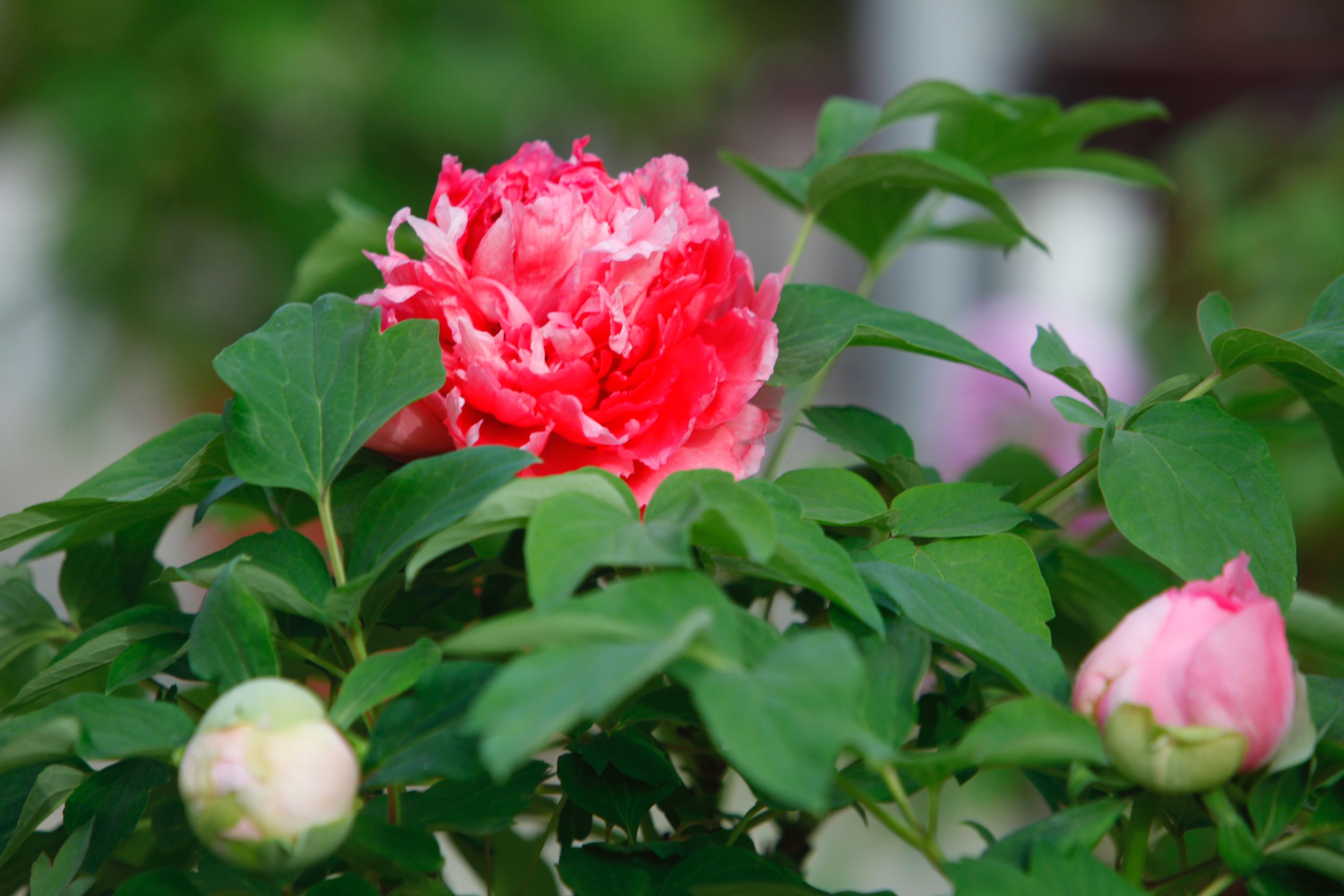 In pics: Peony flowers bloom in Luoyang, C China's Henan-8